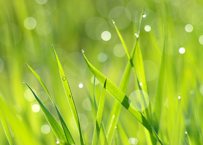 Fresh Green Grass With Wat