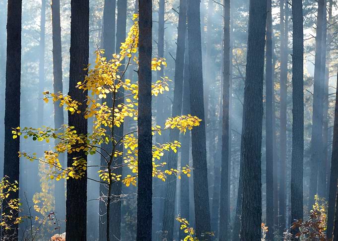 Colorful Lonely Tree In Th