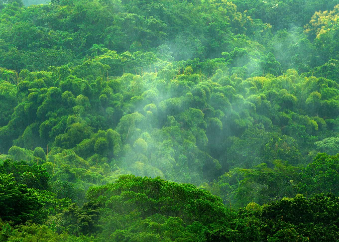 Tropic Forest During Rainy