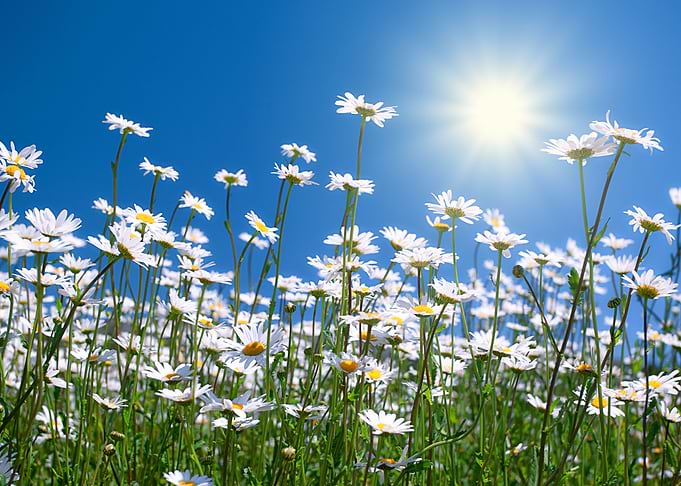 Chamomile Flowers Against
