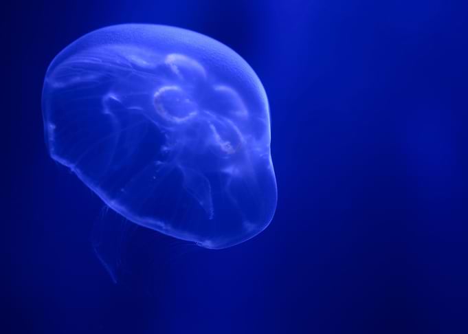 Dark Blue Jellyfish Glowin