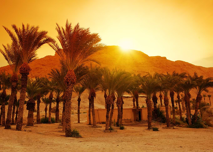 Palm Trees At Sunset