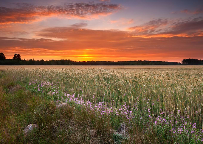 Young Cereal Field