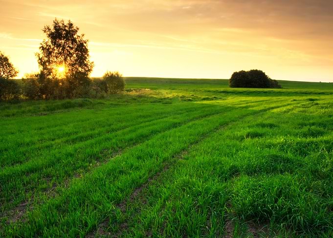 Young Green Cereal Field