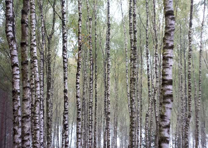 Birch Forest