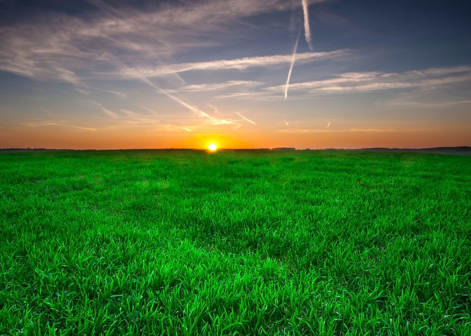 Young Cereal Field Sunset