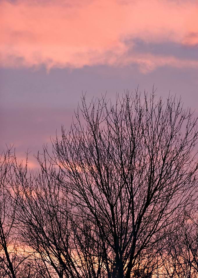 Trees Silhouette