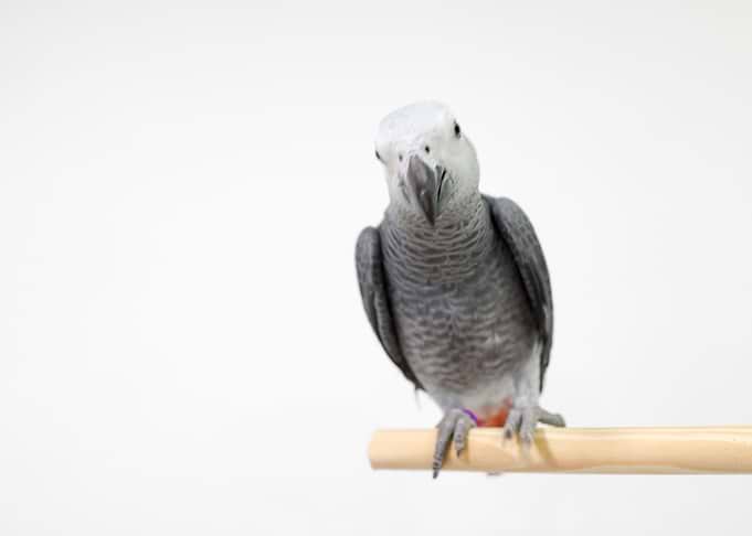 African Grey Parrot