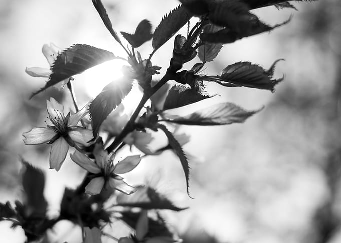 Cherry Blossoms I