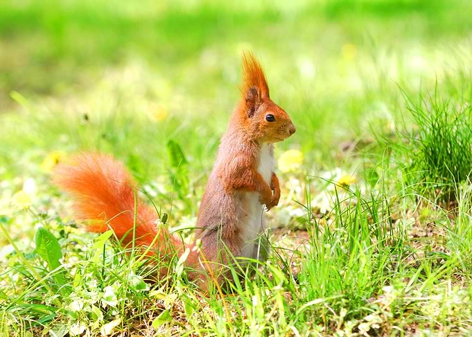 Cute Orange Squirrel Stand