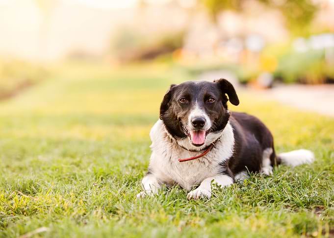 Happy Dog Lying In Green G