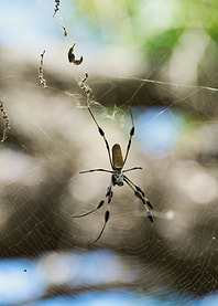Spider in the Web