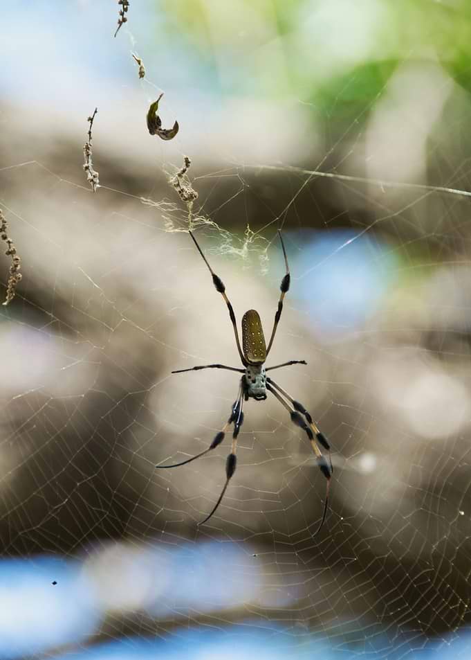 Spider in the Web