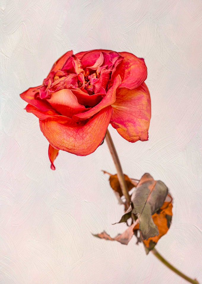 Dry red rose