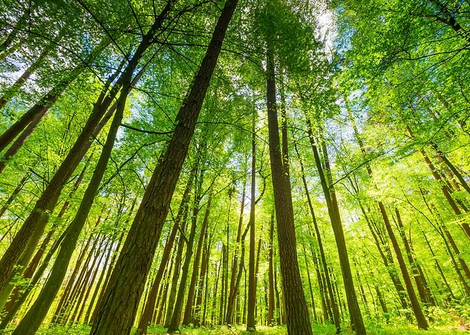 Green Springtime Forest