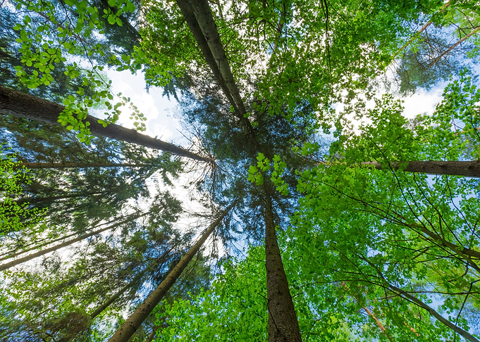Green Springtime Forest Sk