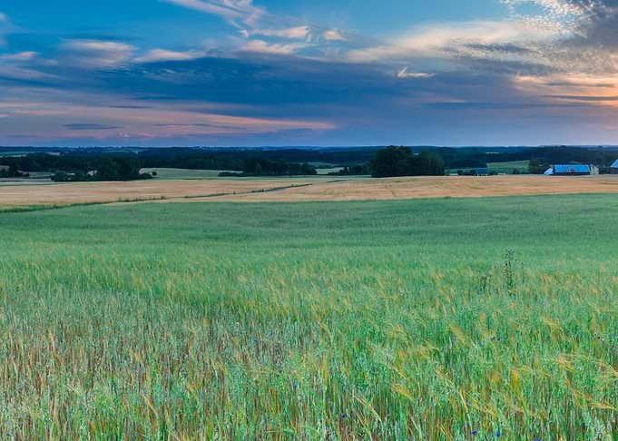 Sunset Over Cereal Field W