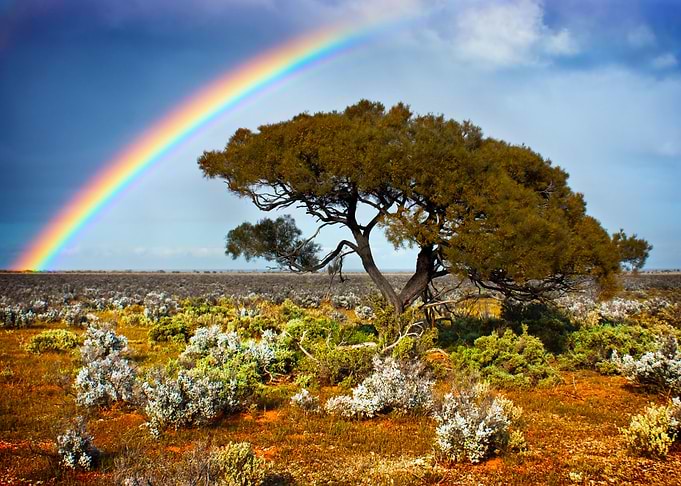 Rainbow Tree