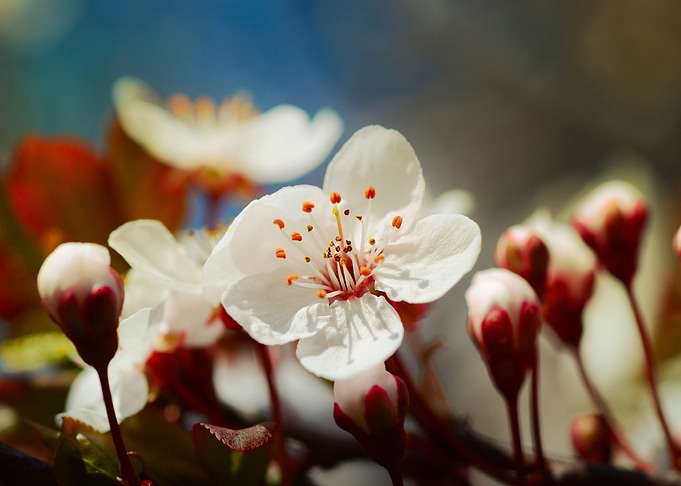 Cherry blossom