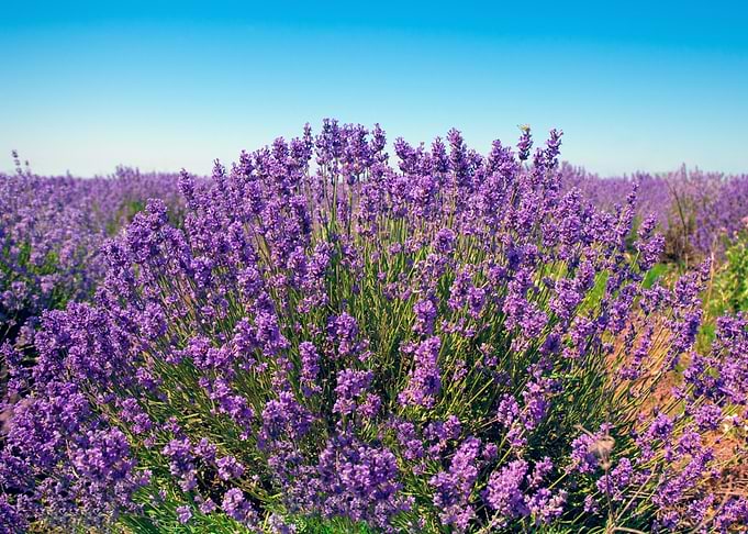 Lavender Against Blue Sky