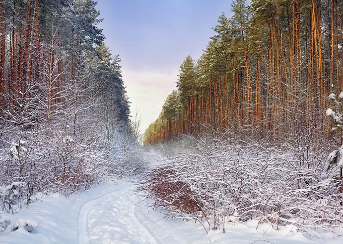 Pine Forest Covered With S