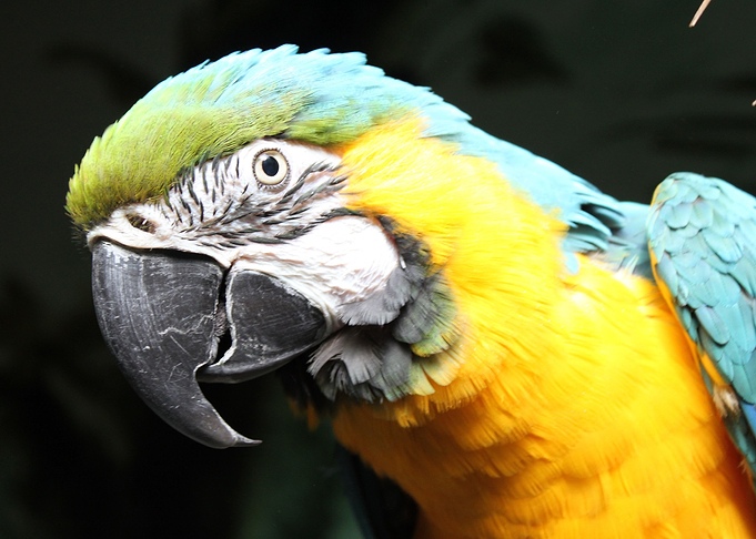 Macaw parrot