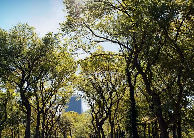 Nyc Central Park Trees