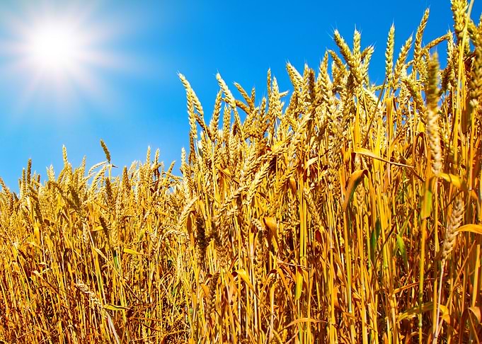 Wheat Field Against Blue S