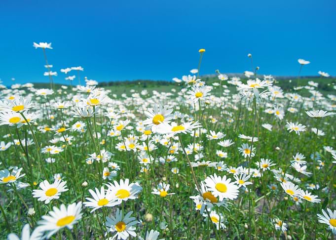 Chamomile Flowers Against