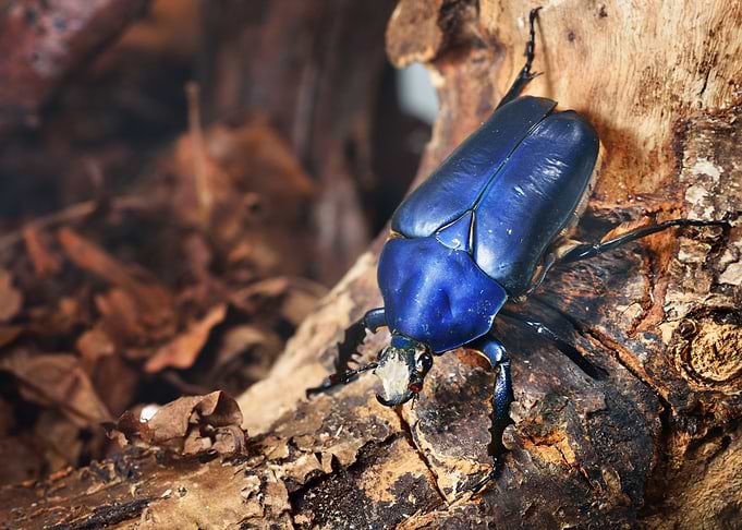 Flower Chafers Or Flower S