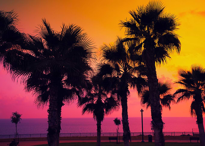 Tropical Beach With Palm T