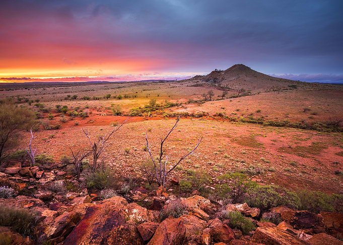 Desert Glory