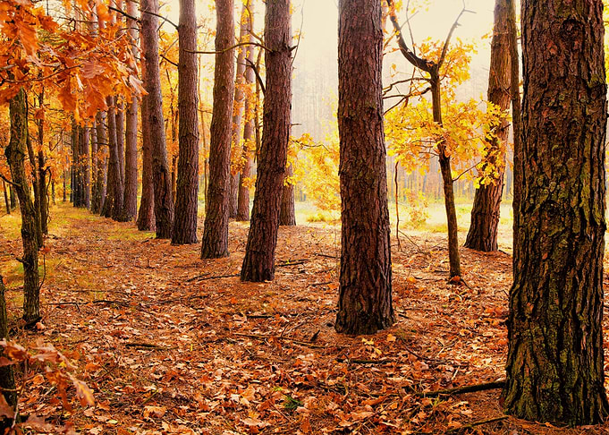 Autumn Forest