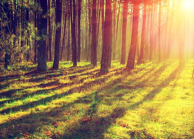 Pine Forest In The Morning