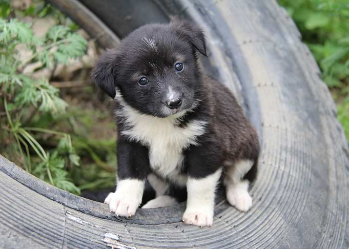 Dog Puppies