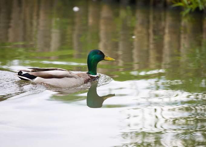 Mallard Ducks Swimming