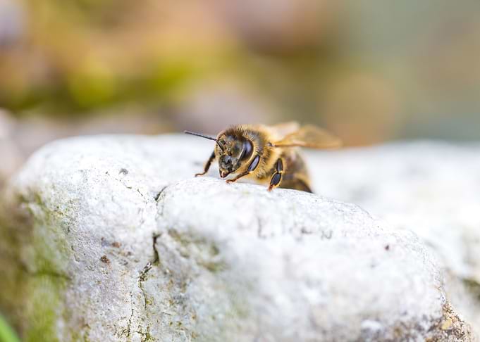 Honey Bee Sitting On Stone