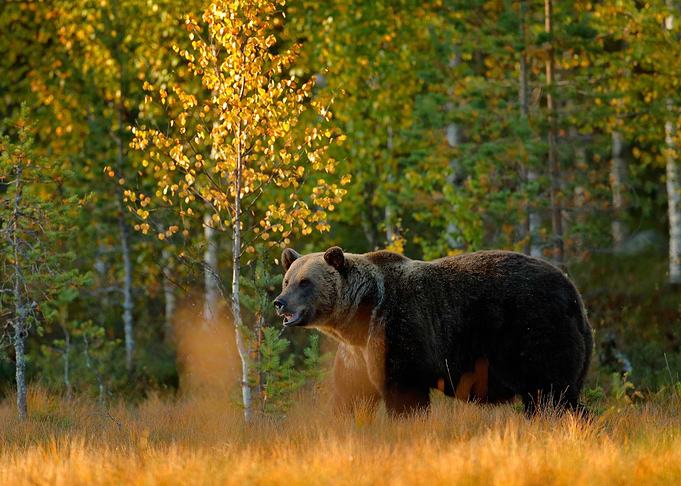 Autumn Wood With Bear Beau
