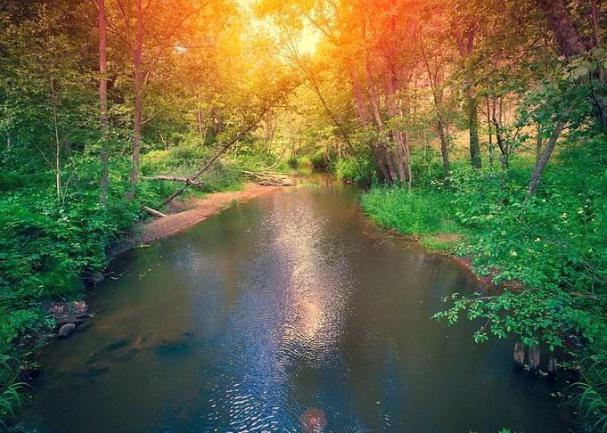 River In The Forest
