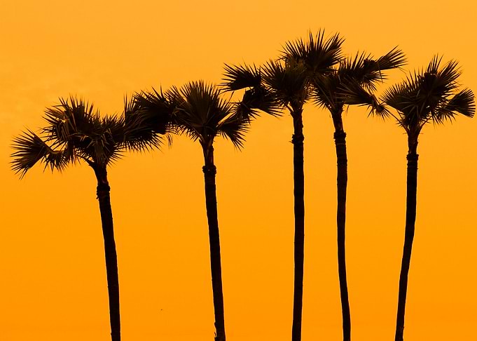Sunset At Palm Tree On Sou