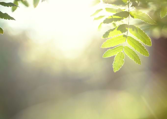 Green Leaves Nature Backgr