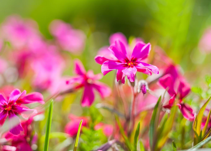 Pink Springtime Flowers