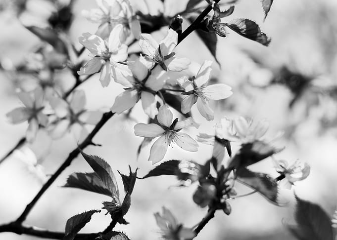 Cherry Blossoms III