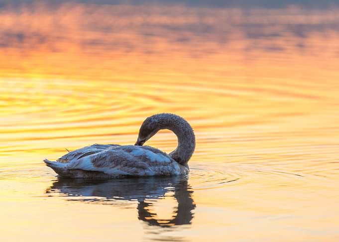 Swan Swimming In Lake In M