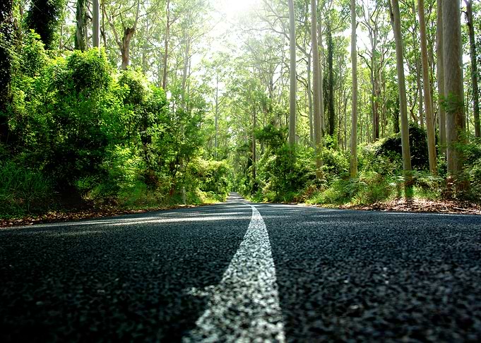 Rainforest Road