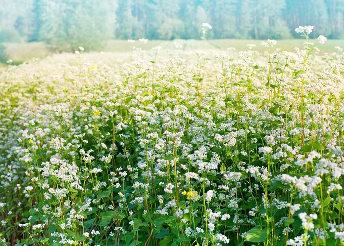 Blossoming Buckwheat Field