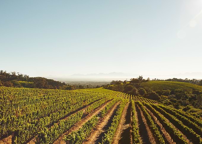 Rows Of Vines In Vineyard