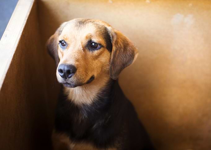 Dog In Shelter