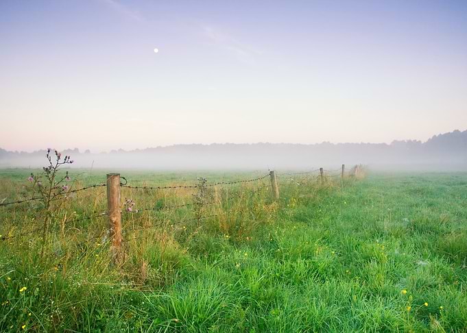 Foggy Morning Meadow