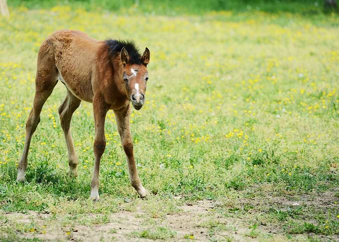 Baby Horse In Grass